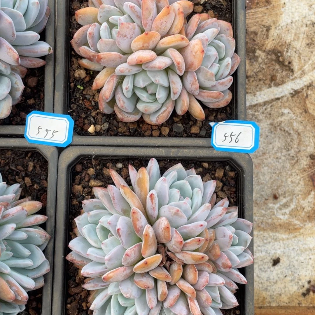 橙梦露单，一物一拍556