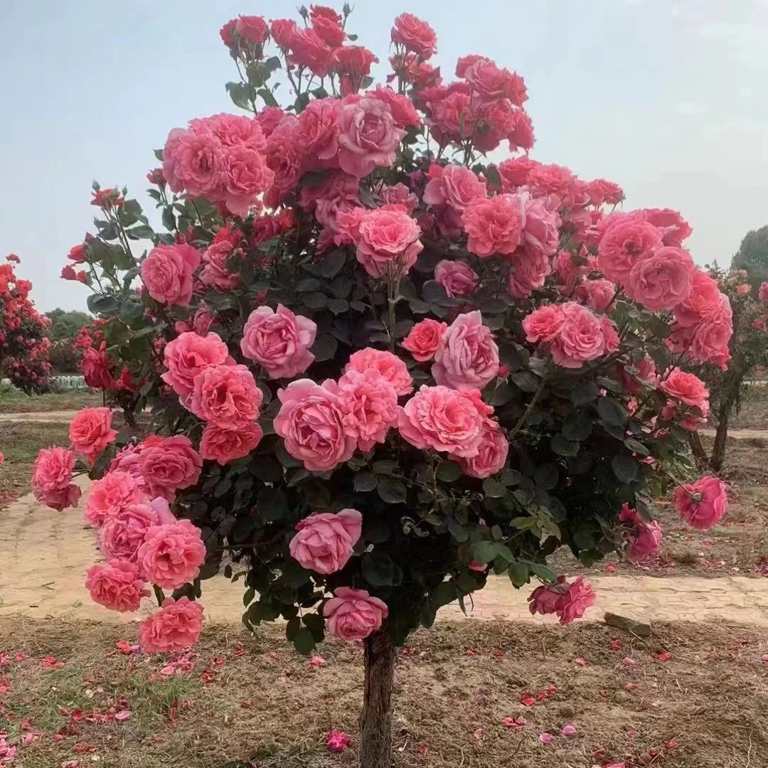 棒棒糖高杆树桩月季特大花浓香型多色庭院花园室外种耐寒四季开花
