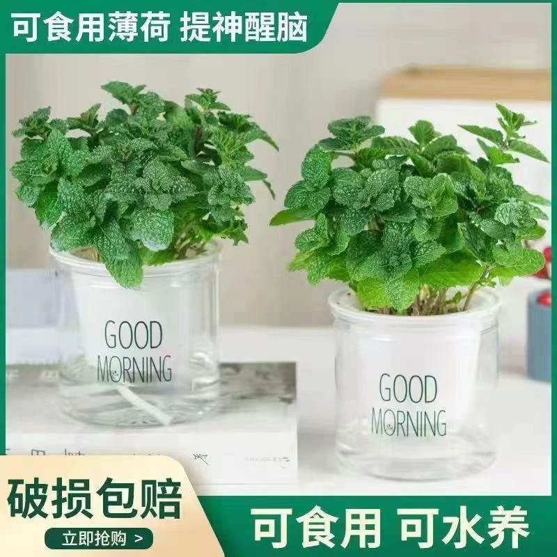 艺森园【拍一发二】可食用薄荷苗带早安吸水盆柠檬薄荷绿植夏季盆栽