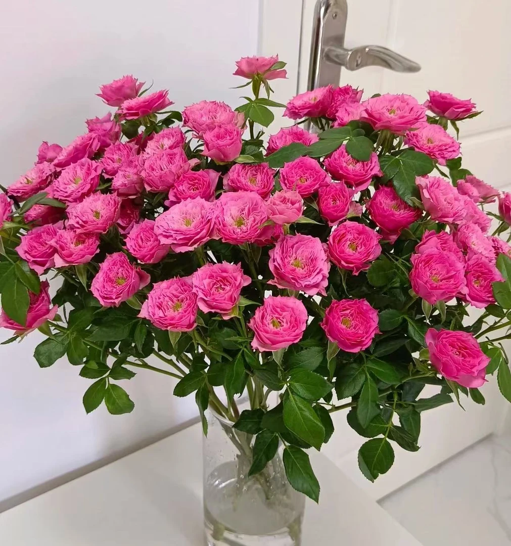 【苏菲宝贝泡泡】多头玫瑰 云南鲜花