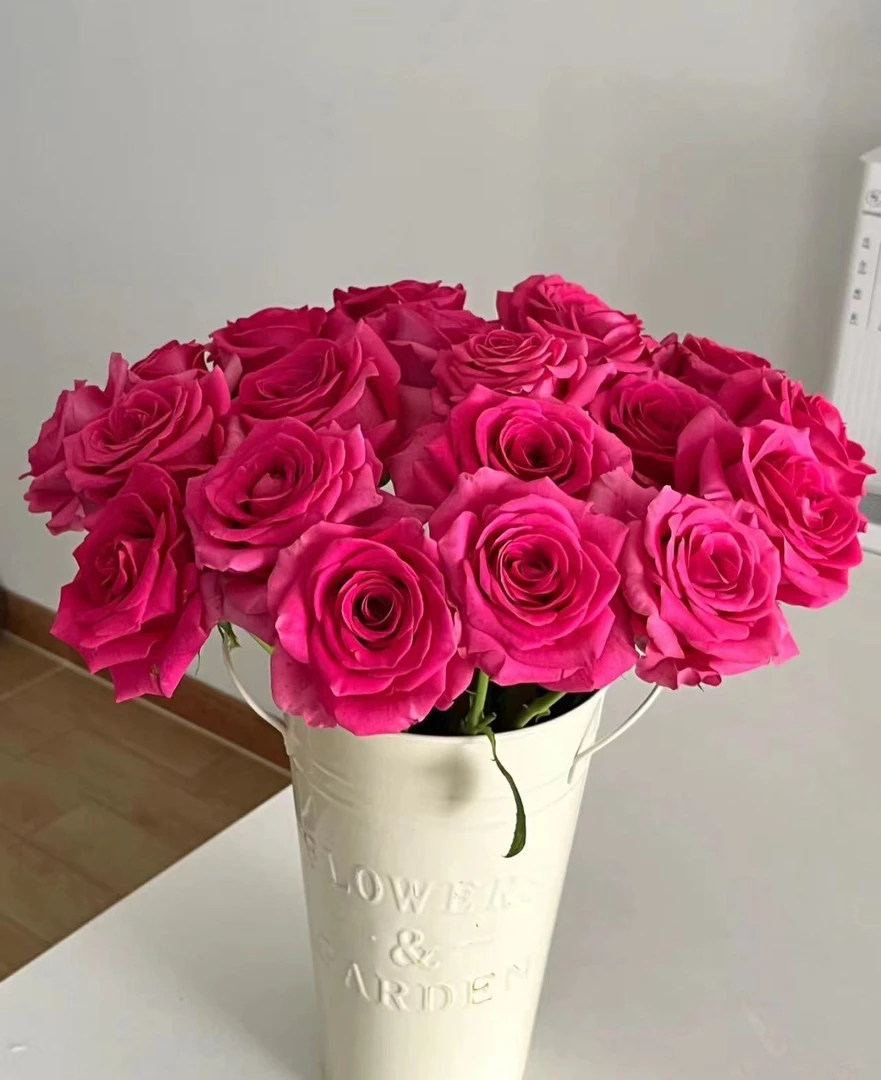 【小王】弗洛伊德单头玫瑰 云南鲜花 任意两单发顺丰