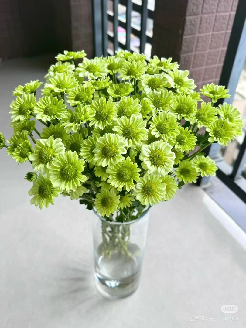 【抹茶小菊】小菊 云南鲜花