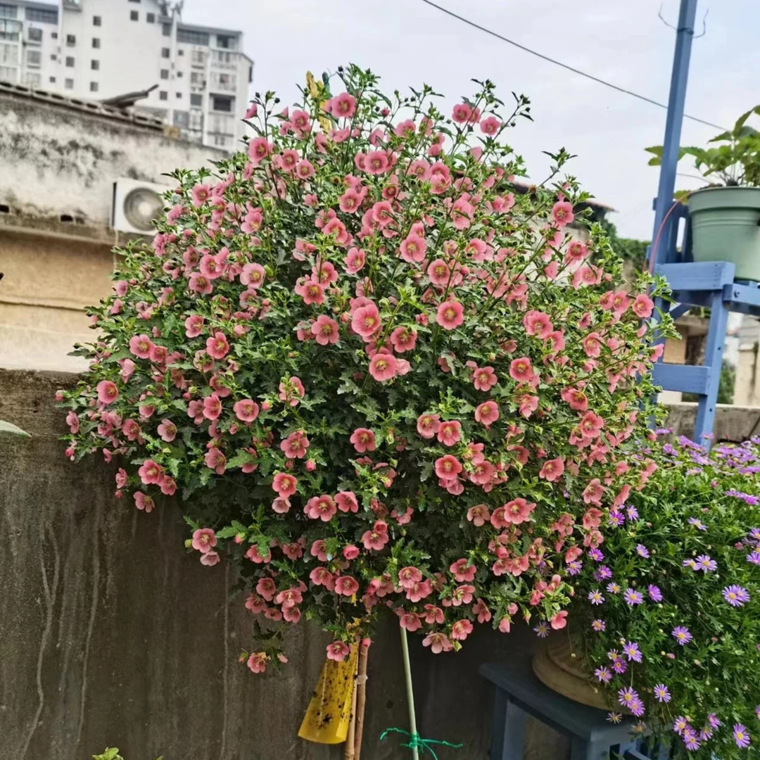 小木槿棒棒糖春季夏季秋季冬季庭院阳台易成活多年生盆栽