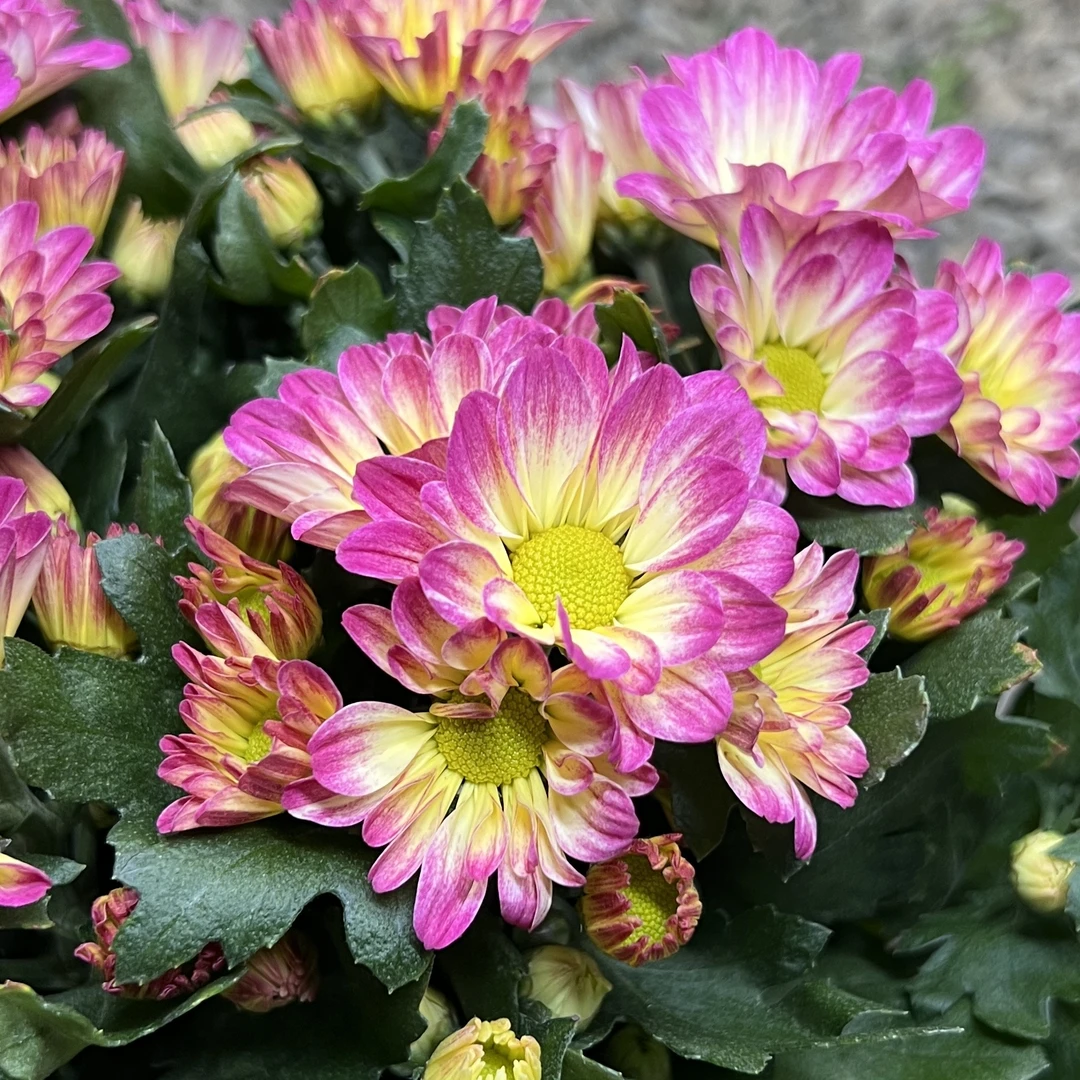 初春小菊盆栽庭院阳台新手易养护爆花强