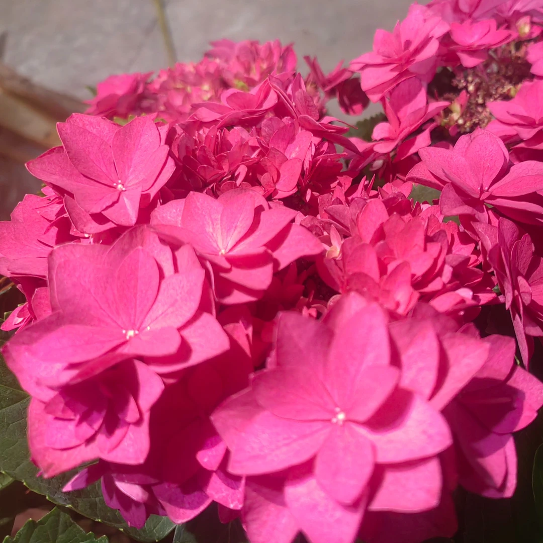 Hot Red红色重瓣绣球花庭院阳台易养护多年生花期长下单发货快