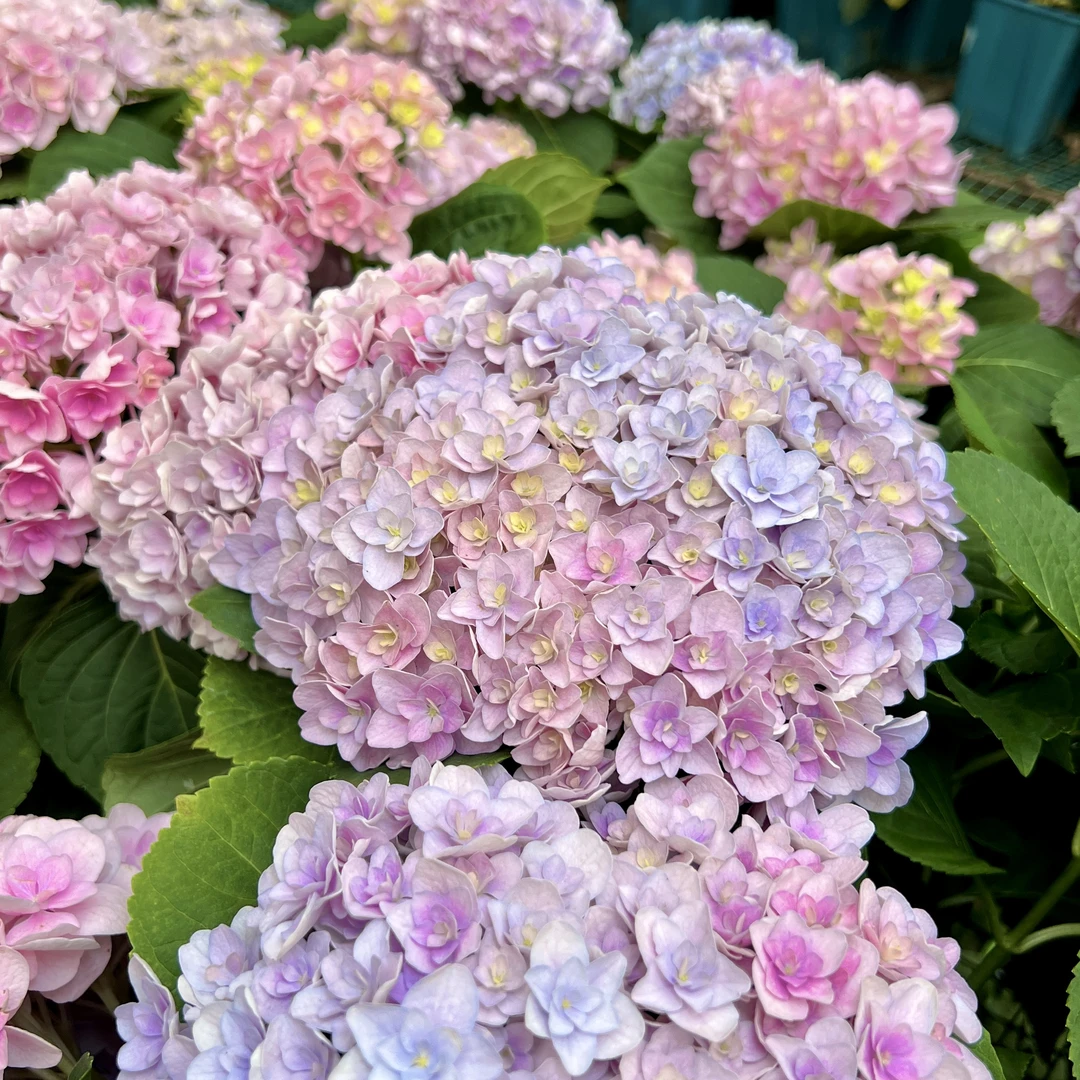 弗洛伦蒂娜绣球盆栽花阳台庭院新手易养护