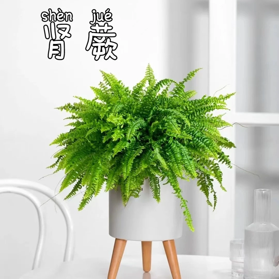 长叶肾蕨观赏植物春季夏季冬季绿色室内盆栽易养护盆栽下单发货快