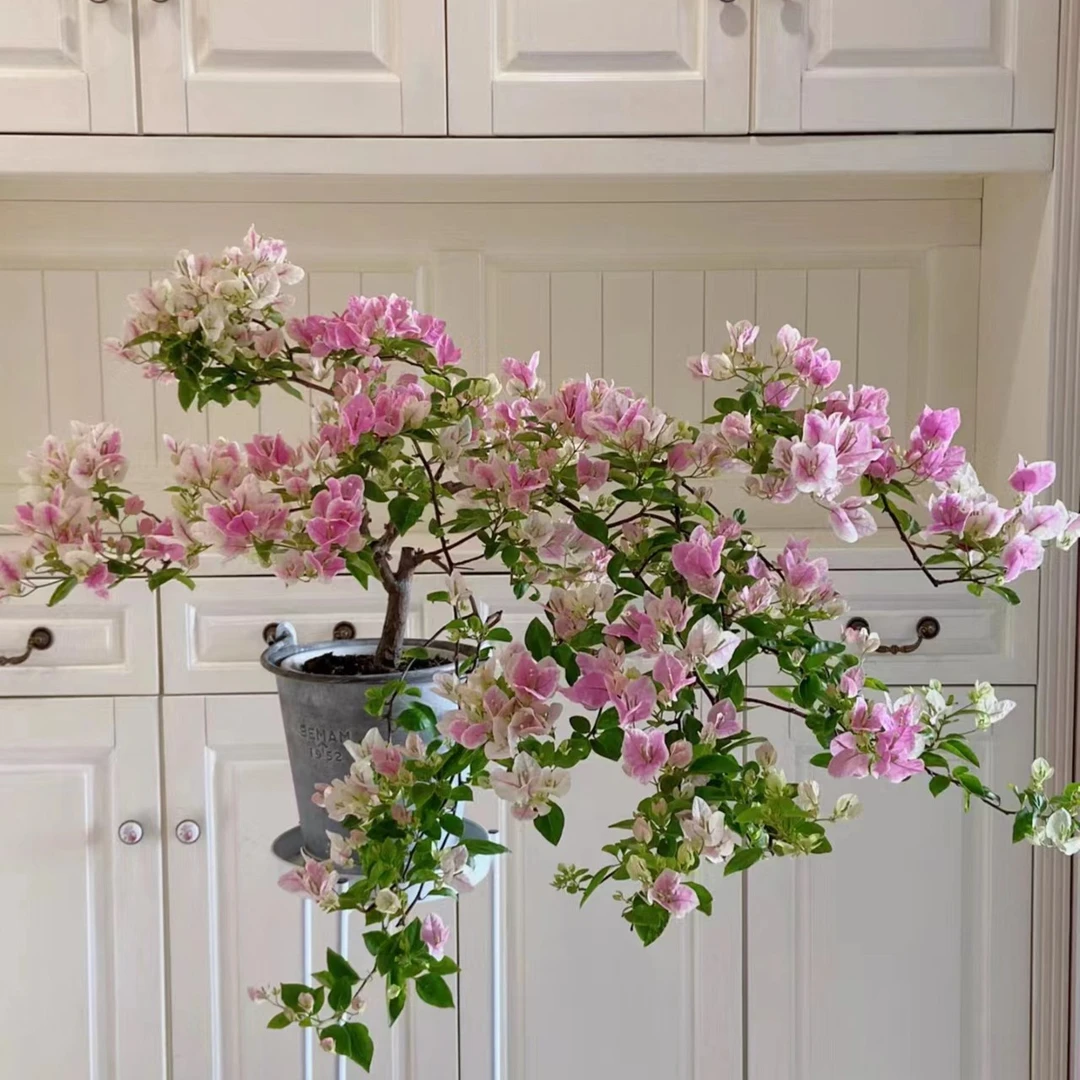 绿缨三角梅庭院阳台爆花性强春季夏季秋季易养护盆栽植物