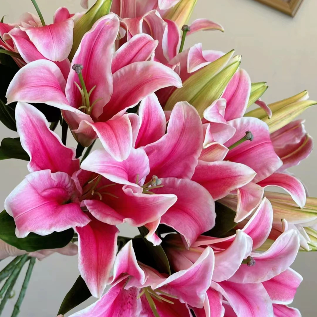 八点后百合盆栽庭院阳台种植简单易养护花期长冬季下单发货快