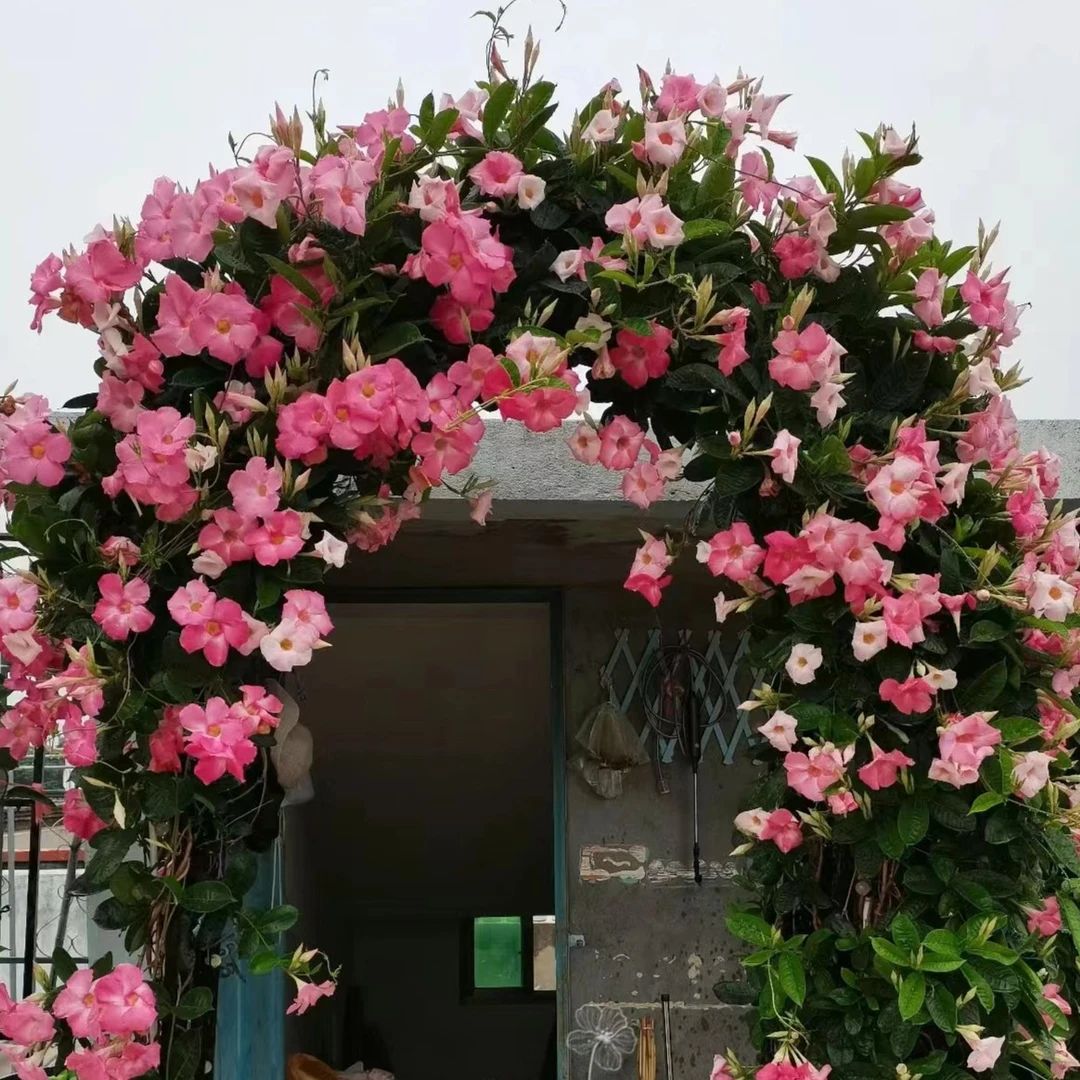飘香藤爬藤庭院易养殖带花架爆花量强室内花卉盆栽