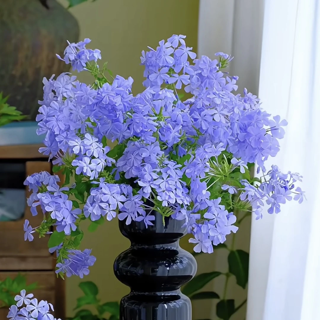 蓝雪花【1加仑盆】盆栽多年生草本可爬藤耐热耐晒花园阳台庭院