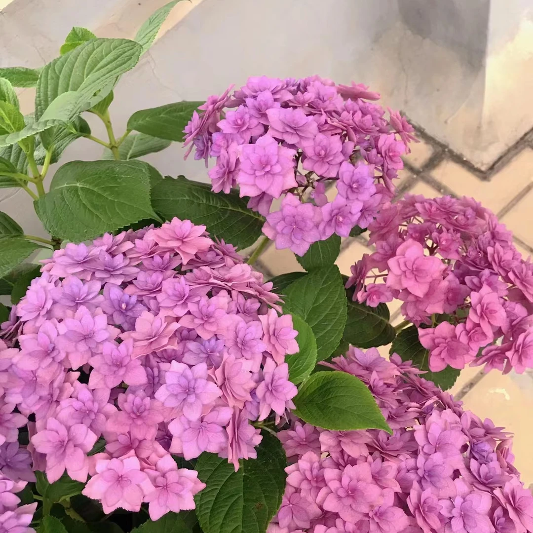 你我的腔调绣球花庭院阳台春夏季秋季易养护花期长盆栽下单发货快