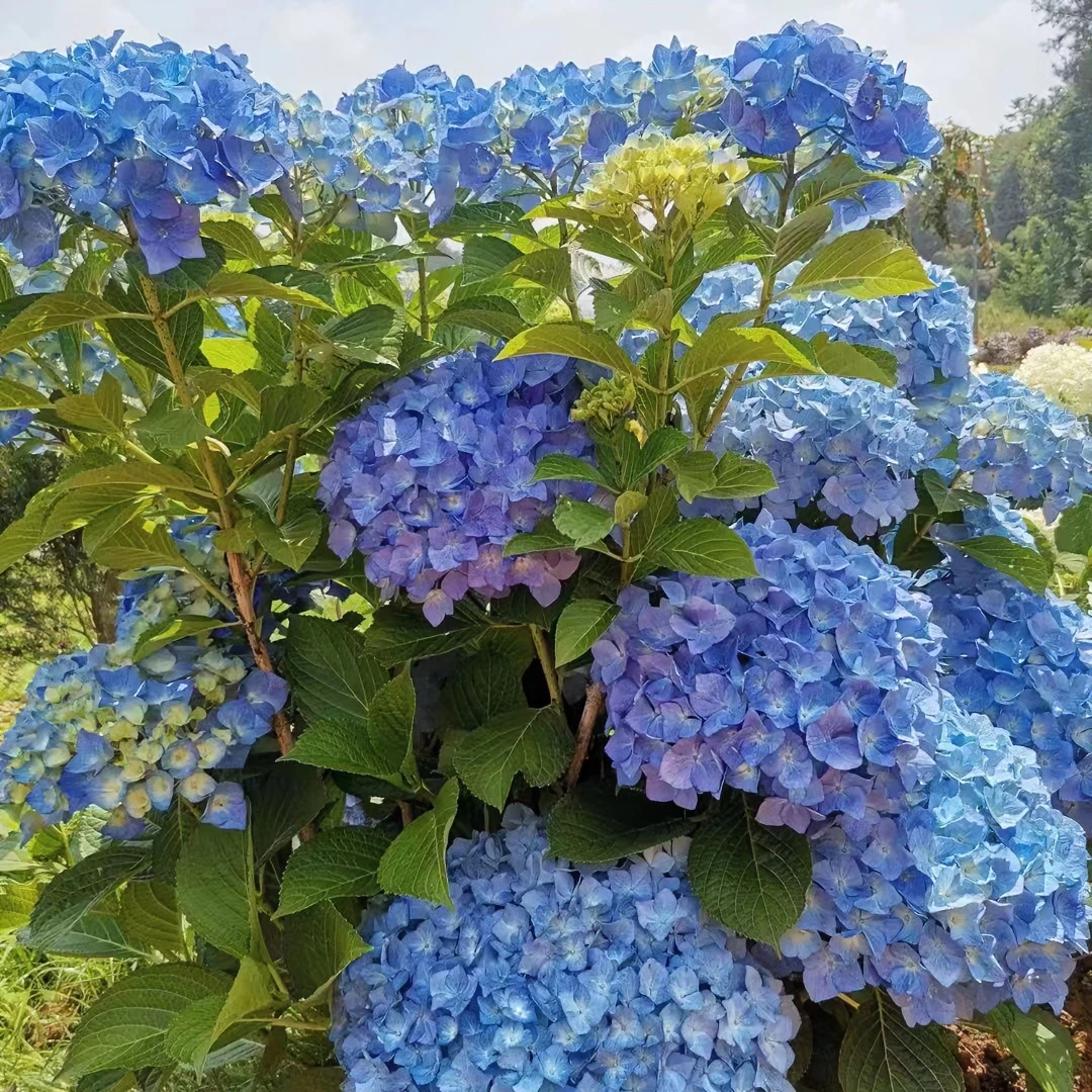 大海兰 绣球花2加仑盆栽室内阳台庭院易养护花期长喜水