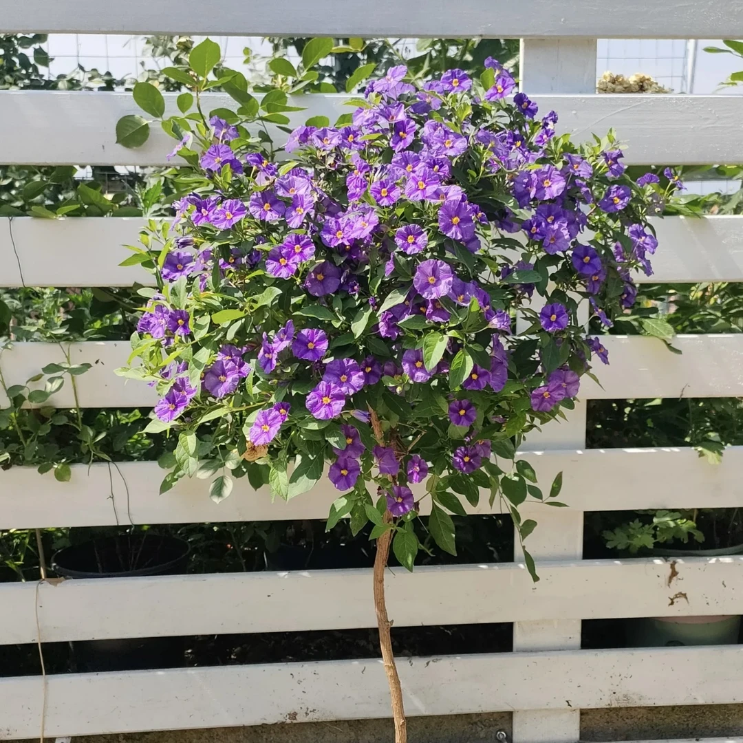 蓝花茄棒棒糖开花机器盆栽 多年生小灌木庭院阳台花卉