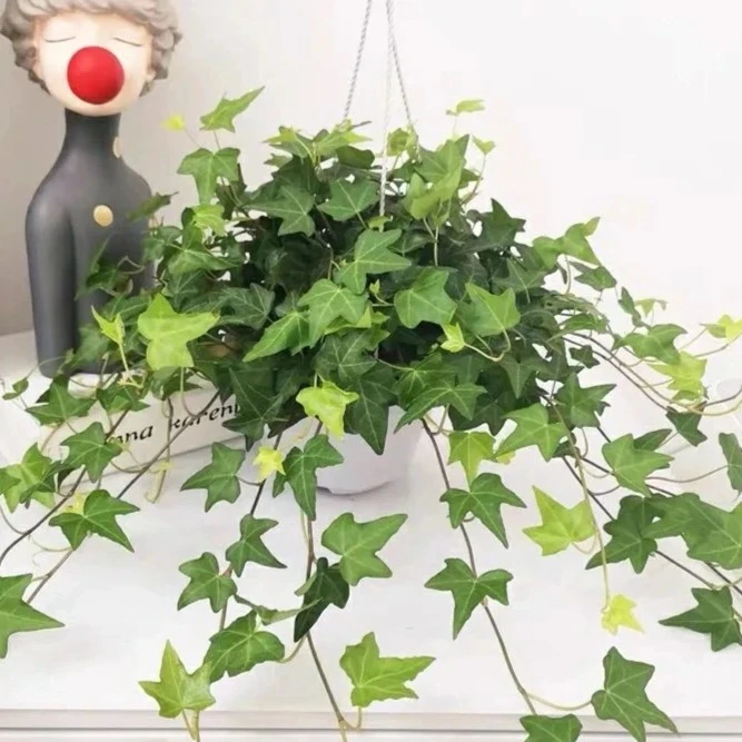 【常春藤】观赏花卉植物春季夏季冬季绿色室内盆栽易养护驱蚊盆栽