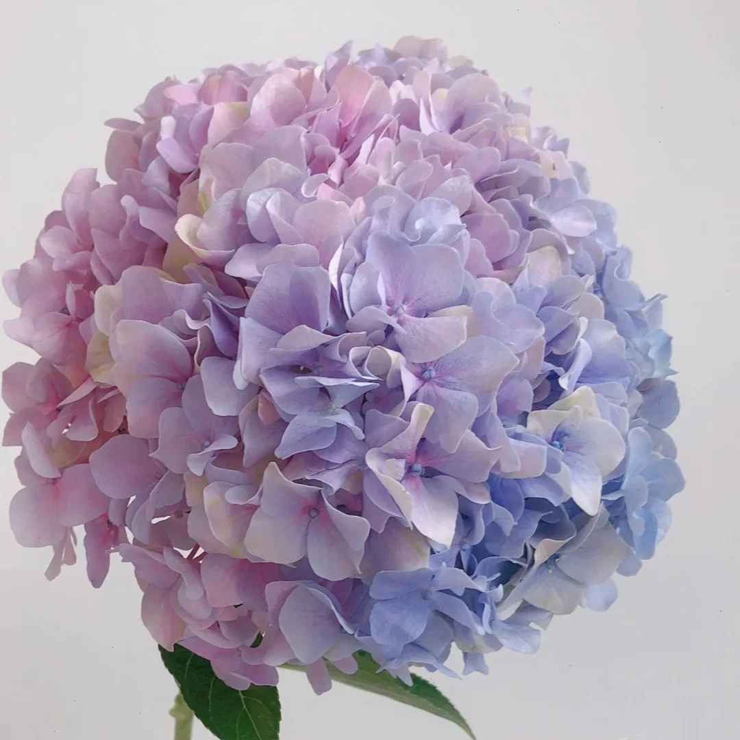 大海兰绣球花冬季老桩发货带花芽栽培易养护花期长开花脱土地栽