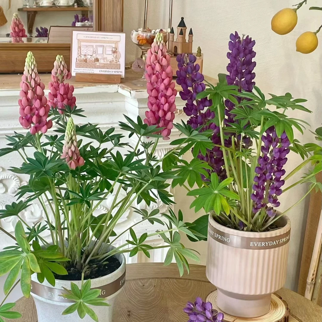 鲁冰花盆栽花镜植物易养护室内花园春夏秋季带花剑发货适合新手