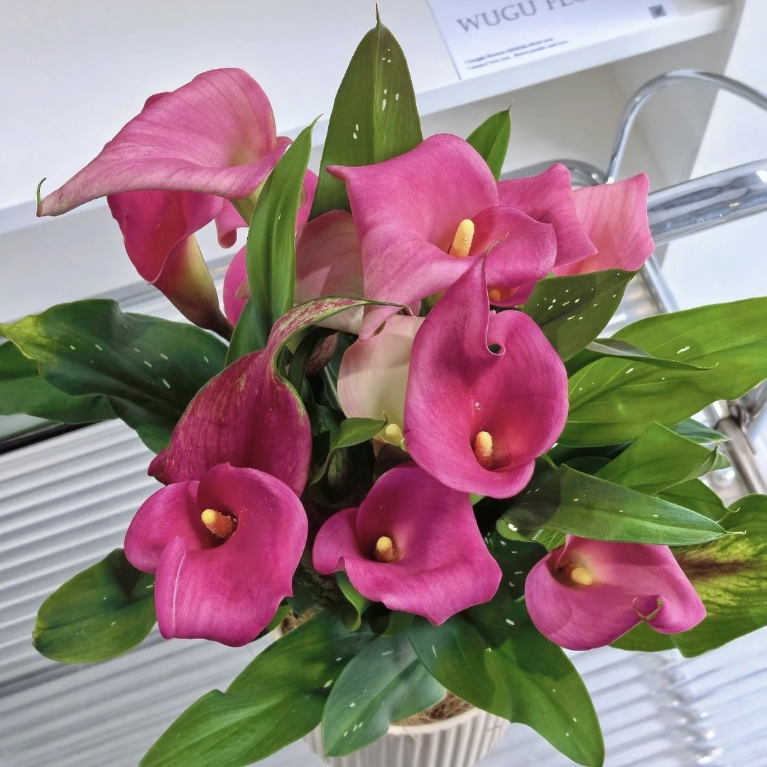 马蹄莲【樱桃粉】盆栽多年生花卉带花苞发货室内散光易养护