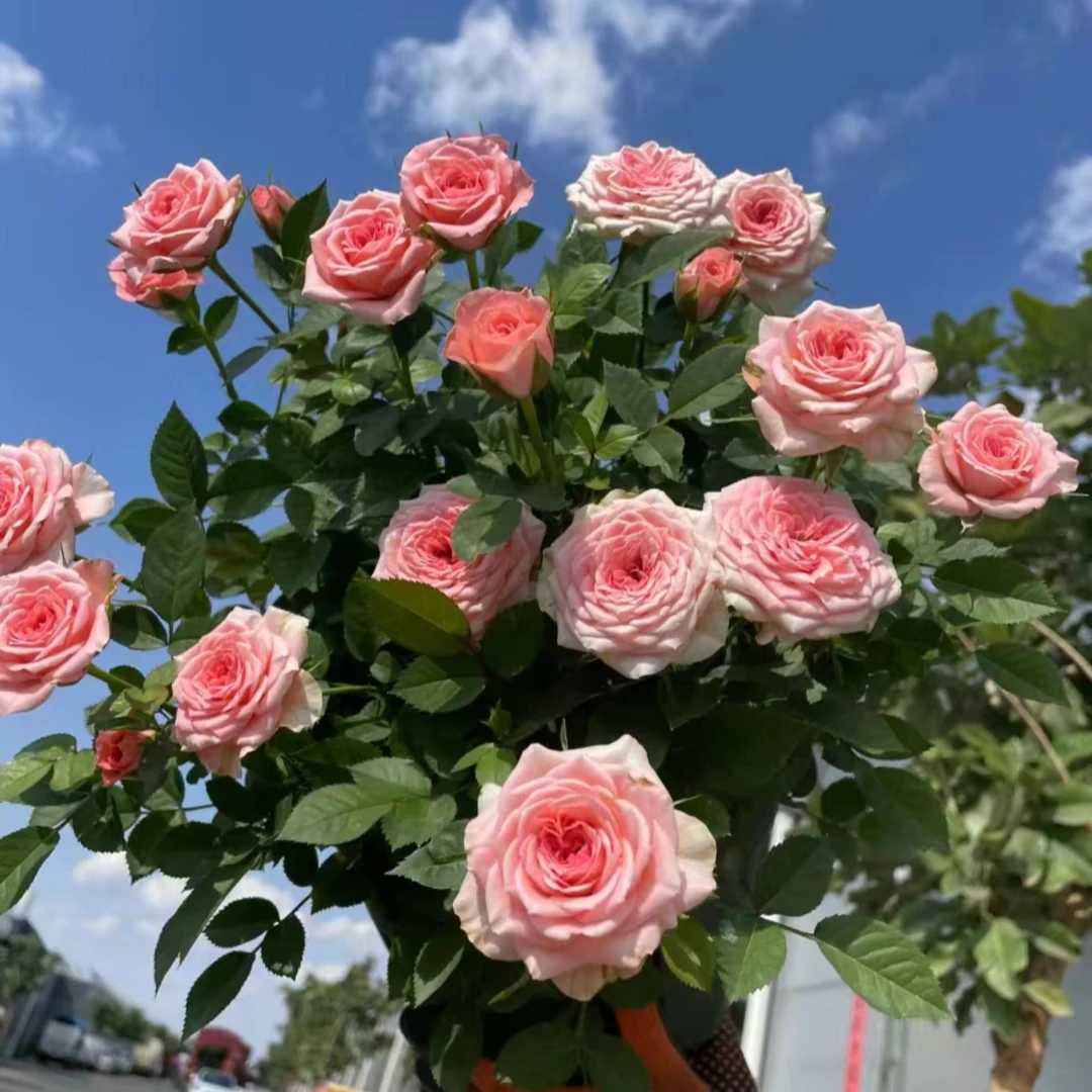 仙度瑞拉月季花 盆栽庭院阳台易养护多年生爆花性强盆栽