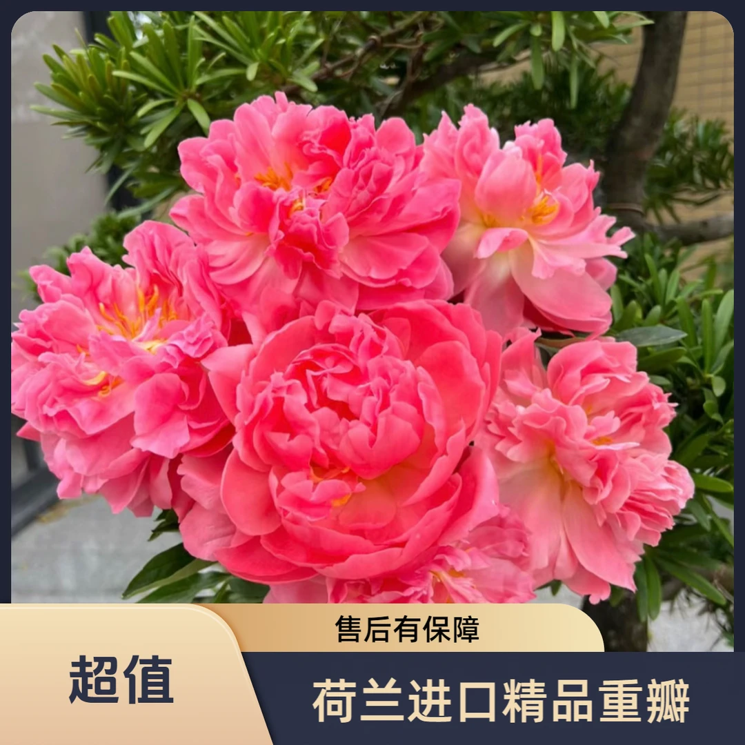 荷兰进口精品重瓣夏季大芍药珊瑚落日种苗进口芍药 菏泽直发 耐寒