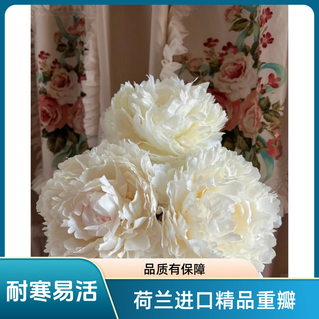 荷兰进口精品重瓣夏季芍药种苗奶油碗山东基地直发耐寒易活开花