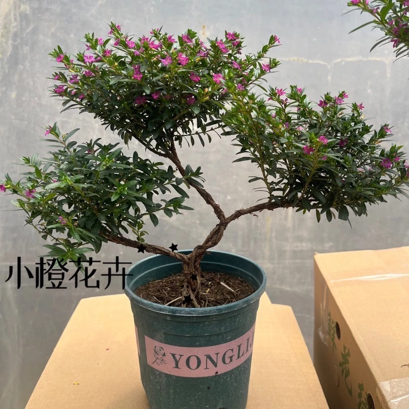 满天星盆栽多年生木本植物四季开花好养耐寒耐热花卉植物