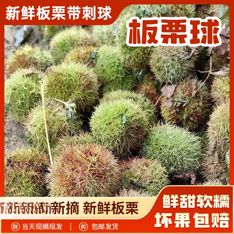 25年现摘罗田板栗球新鲜油栗毛栗农家自种栗子甜糯糖炒板栗零食