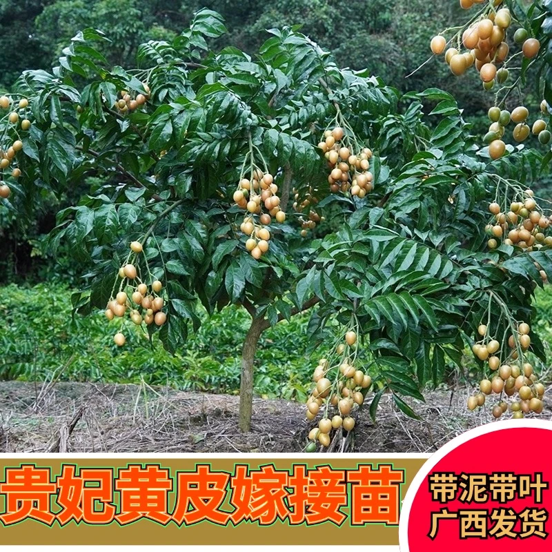 黄皮果树苗高产贵妃黄皮嫁接果树苗大鸡心无核黑金刚黄皮地栽树苗