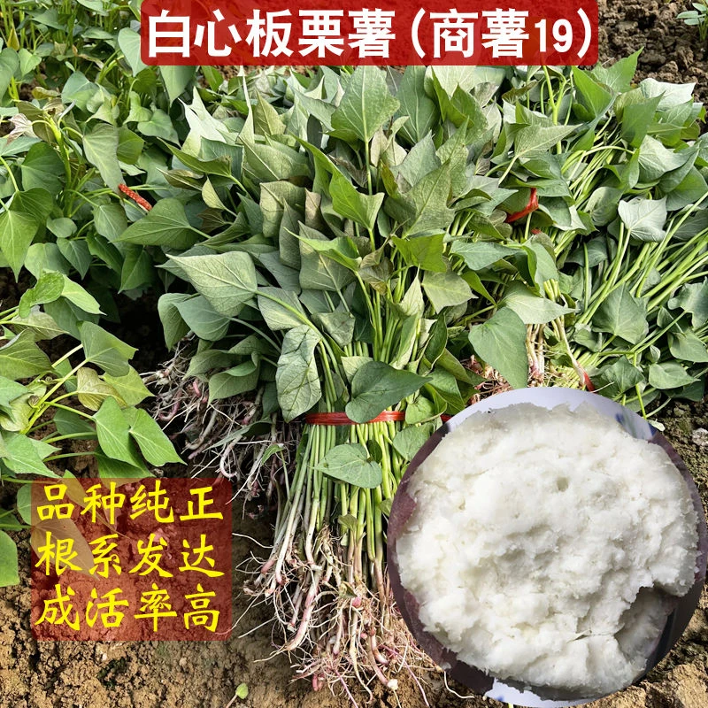 白心板栗薯苗100棵脱毒原种商薯19种苗打粉高产高淀粉型红薯种子