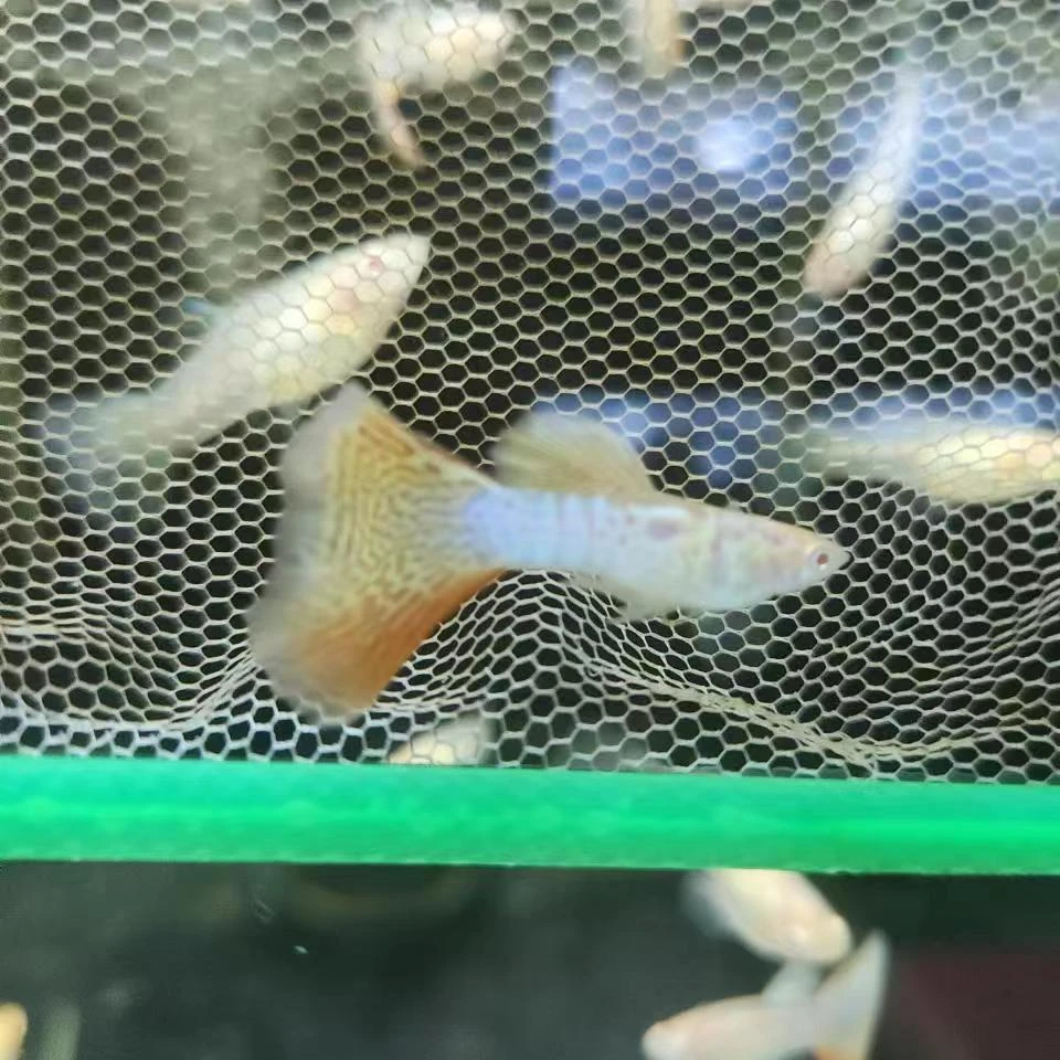 美杜莎白子1对亚成2-3cm 孔雀鱼 凑两单发货 仅退款不补发