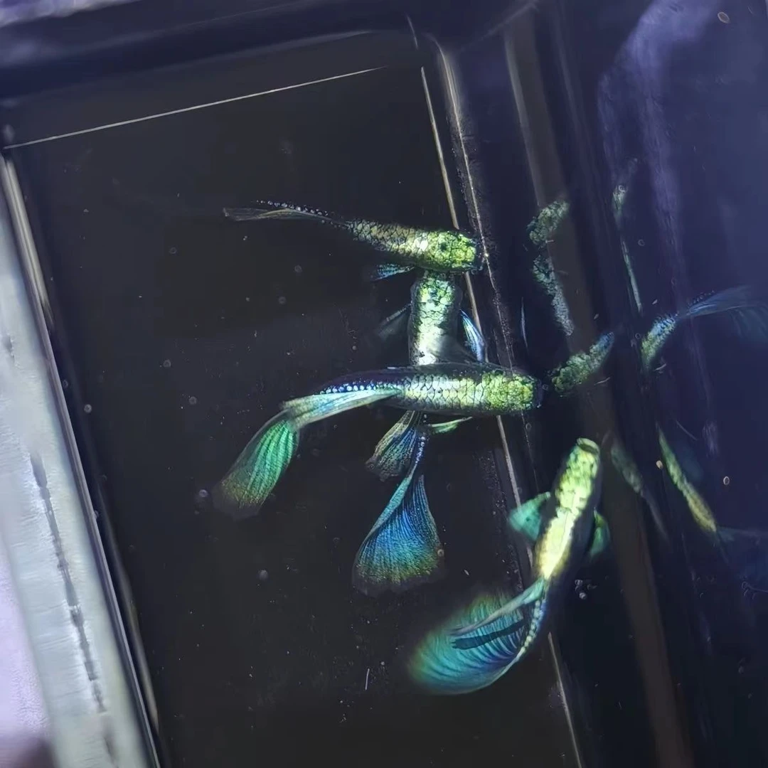 精品满麟蓝礼服金背欧意孔雀鱼小型热带观赏鱼耐活好养