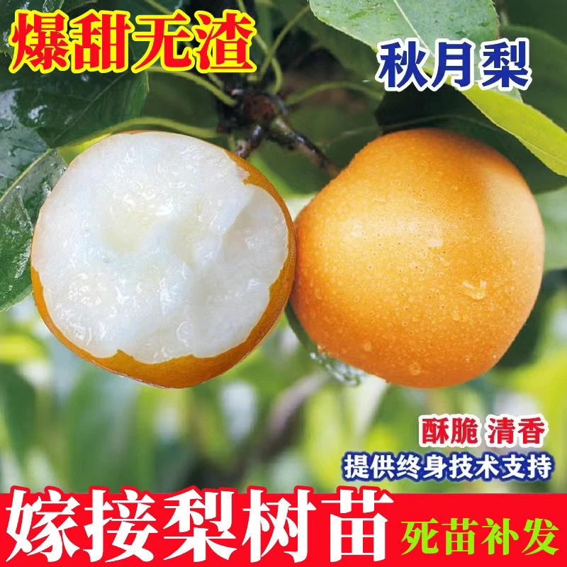 正宗嫁接特大秋月梨果树苗南北方盆栽地栽庭院种植当年结果