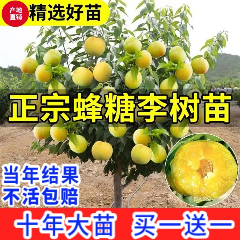 正宗蜂糖李树苗蜜糖李盆栽地栽脱骨李大果种植当年结果蜂糖李子苗
