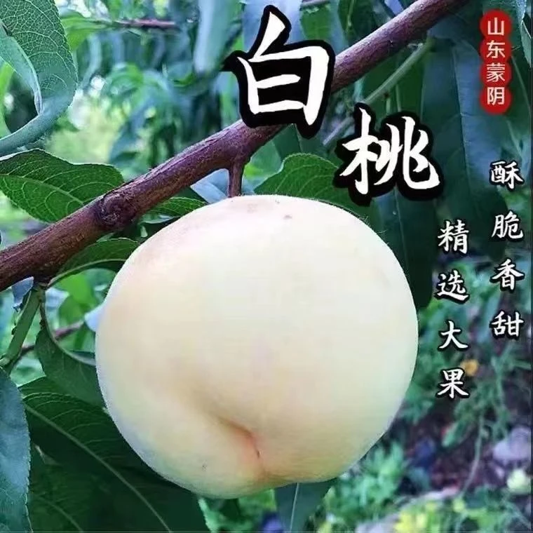 嫁接白玉桃树苗特大桃树树苗南方北方种植盆栽地栽果树苗当年结果
