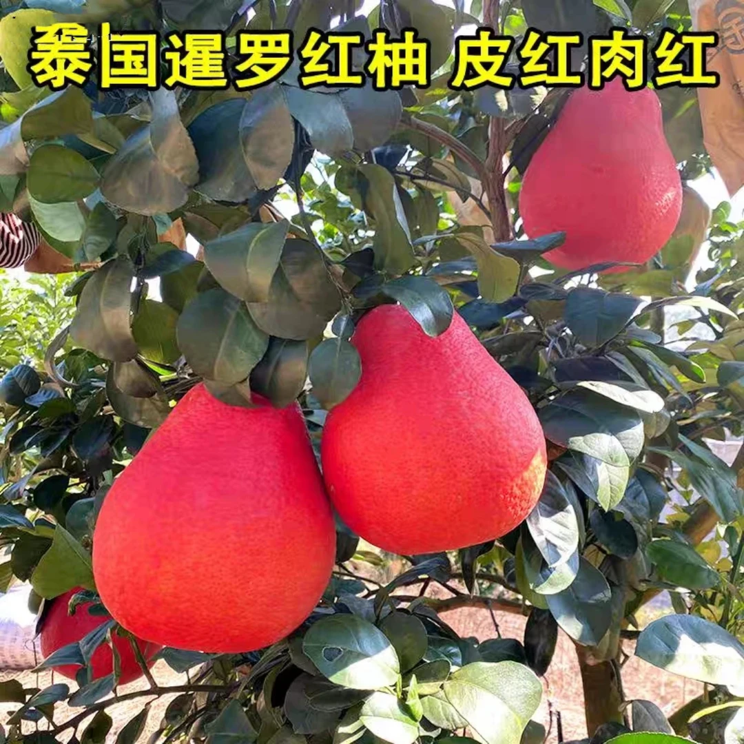 【3颗优质红柚树苗】新品种红柚树苗 正宗嫁接苗盆载地栽盆栽无籽