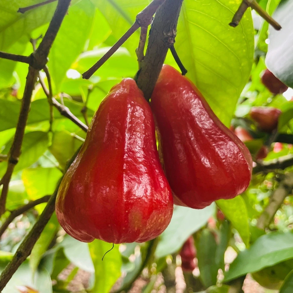 【顺丰包邮】海南新鲜脆甜多汁热带水果孕妇果优质黑金刚莲雾采摘