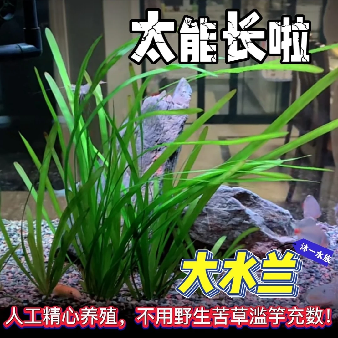 【大水兰】四季可养繁殖快鱼虾净化水质鱼缸造景新手好养阴性水草