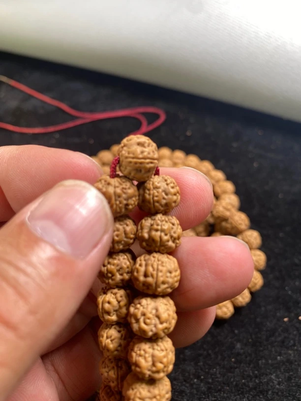 老树梅花小金刚108花王小金刚