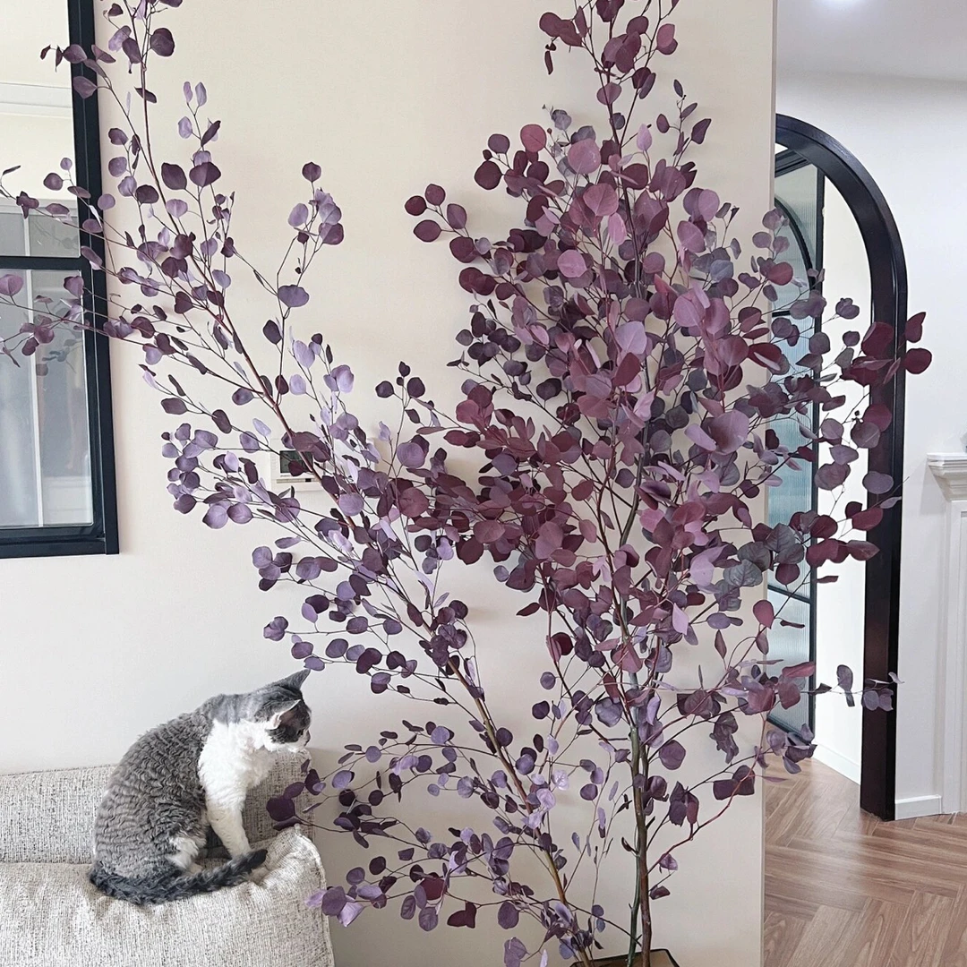 【沐笙花屋】苹果尤加利叶丨一枝成景巨型尤加利树可做干花