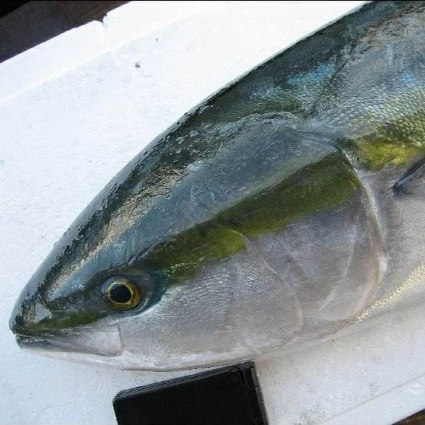 渤海湾野生黄金鲅鱼冷冻发货顺丰快递