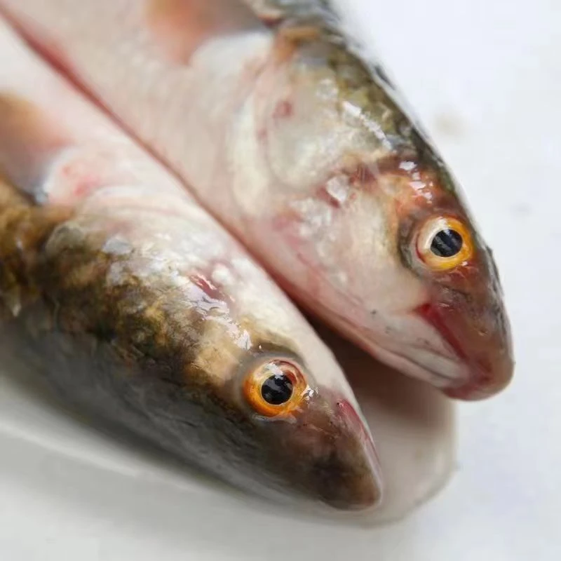 渤海湾梭鱼，冷冻发货