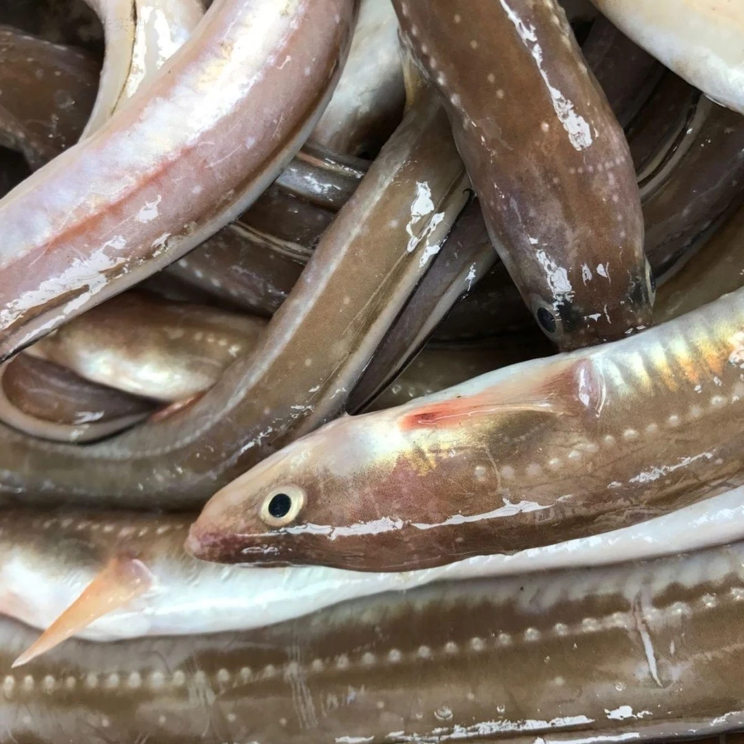 渤海湾野生七星鳗鱼冷冻发货。
