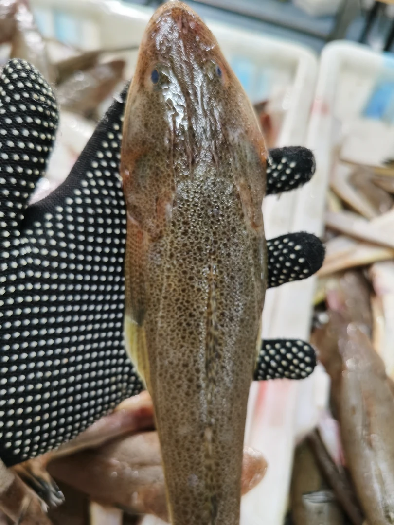 渤海湾辫子鱼，箭头子鱼（大）4斤，一斤3—4条