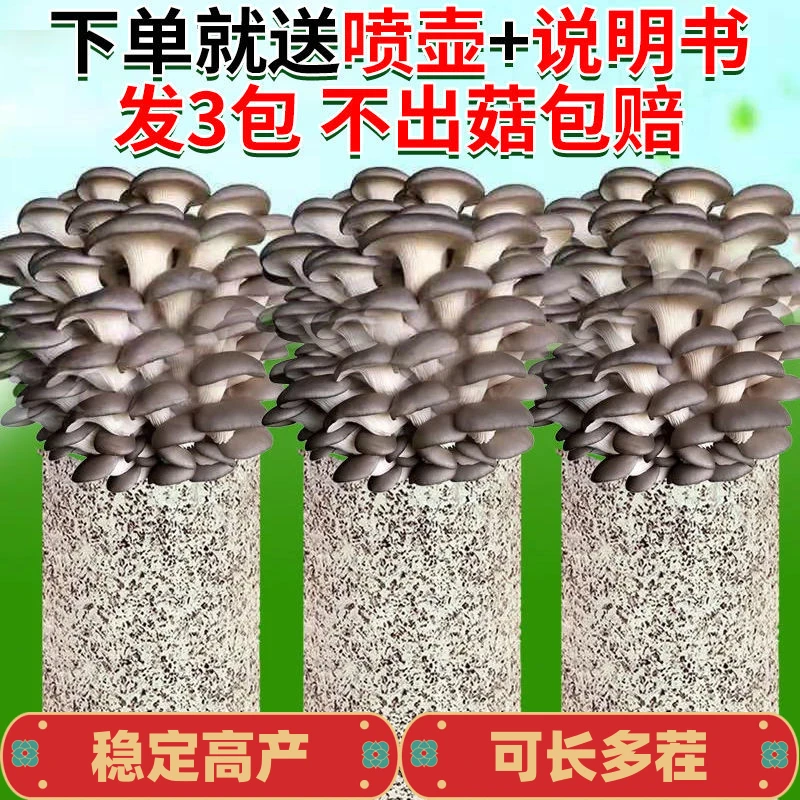 蘑菇菌包菌种蘑菇菌包种植家庭种植蘑菇食用菌菌种+喷壶套装