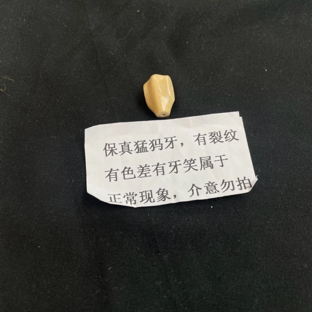 【p02607】11.8*18.9mm猛犸牙奶黄鲨鱼背三通配件配饰