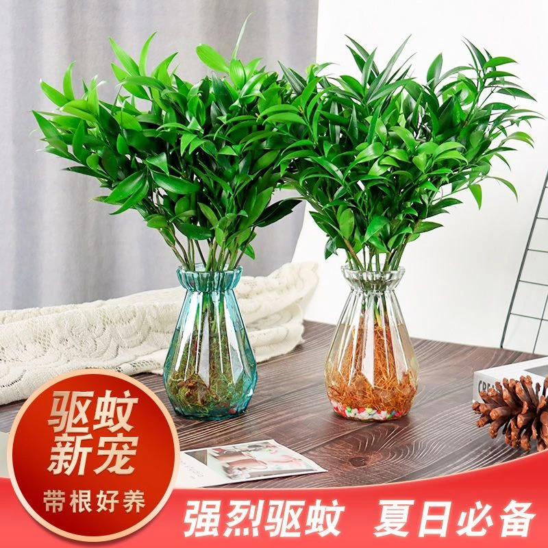 驱蚊新宠竹柏水培植物竹柏室内办公桌面植物盆景绿植花卉四季好养