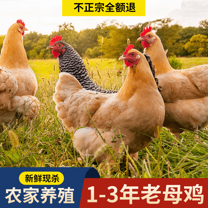 农家散养三年正宗土鸡活草鸡黄油老母鸡笨鸡柴鸡新鲜整鸡走地鸡