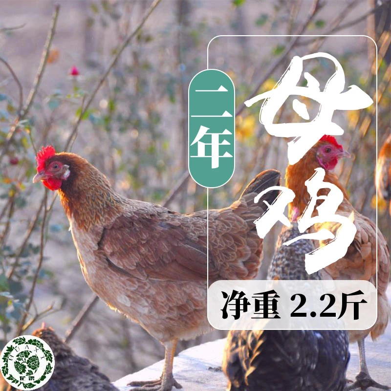 天然放养老母鸡煲汤鸡3年以上净膛后2.4斤以上顺丰花蹊农业