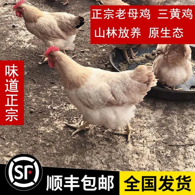 正宗信宜走地鸡散养老母鸡土鸡农家杂粮 三黄鸡 月子鸡盐焗鸡整鸡