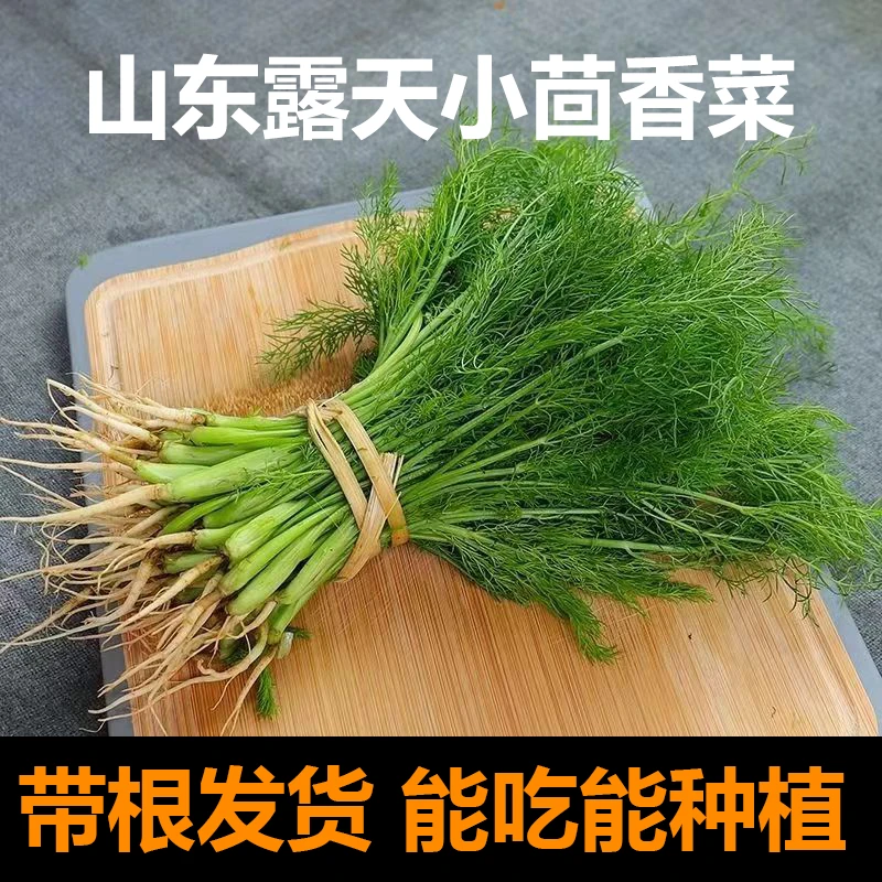 莘硕【露天生长】小茴香菜新鲜带根1-4斤现割现发新鲜蔬菜